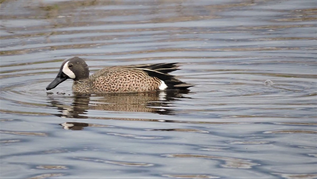 Blue-winged Teal - ML238082721