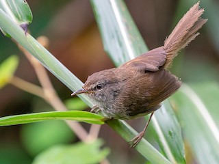 Aberrant Bush Warbler (Sunda) - eBird