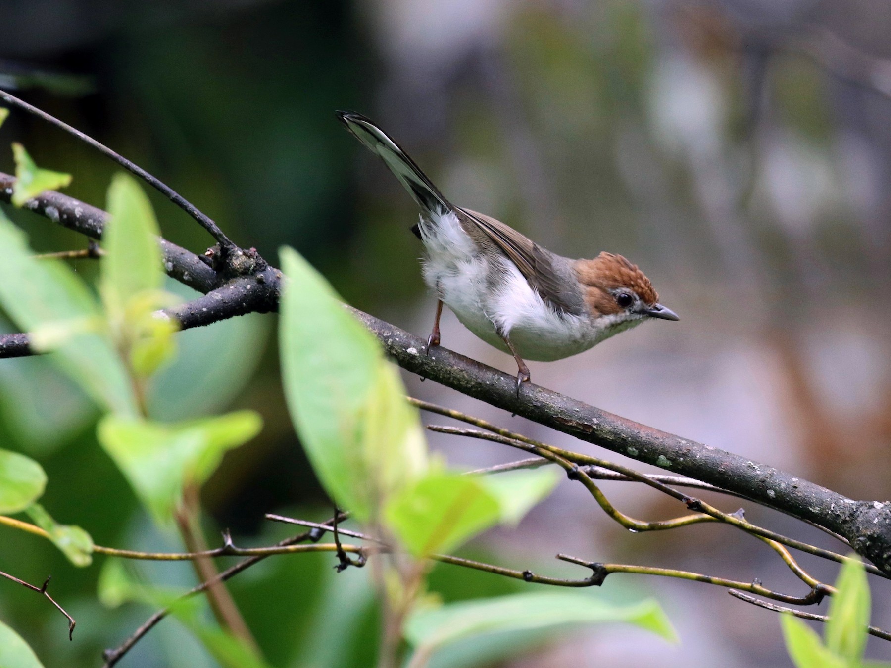 Chestnut-crested Yuhina - Craig Robson