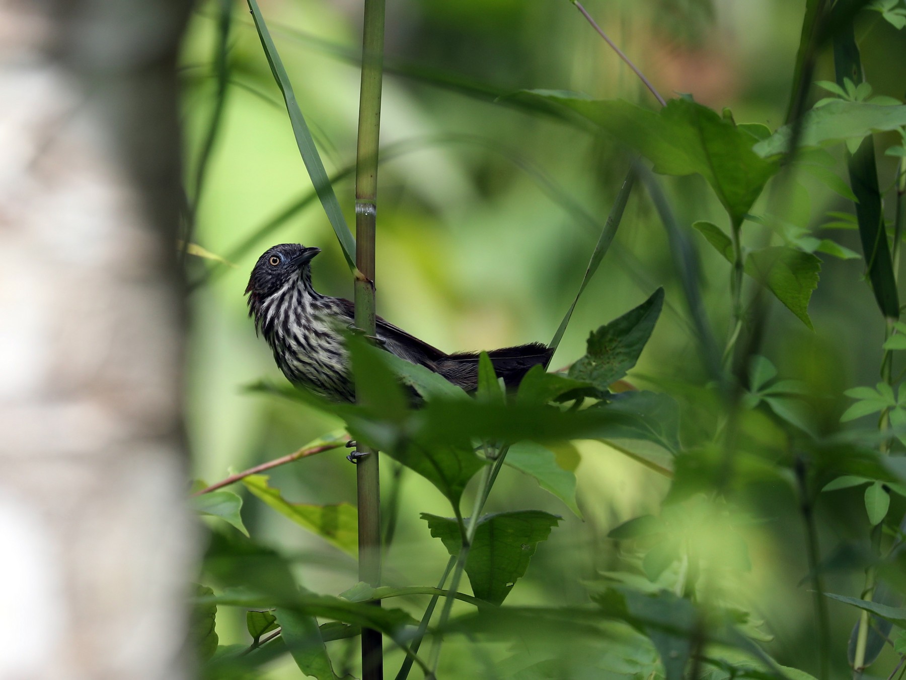 Bold-striped Tit-Babbler - Ting-Wei (廷維) HUNG (洪)