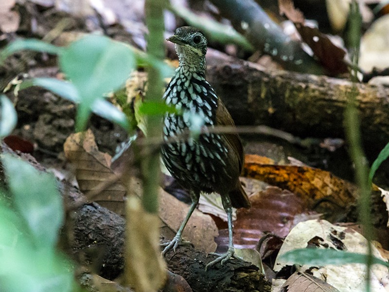Bornean Wren-Babbler - liewwk birdtourmalaysia