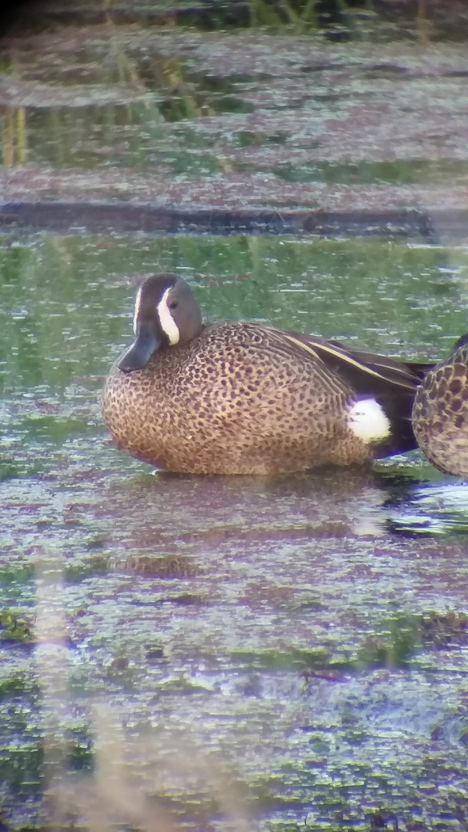 Blue-winged Teal - ML238085471
