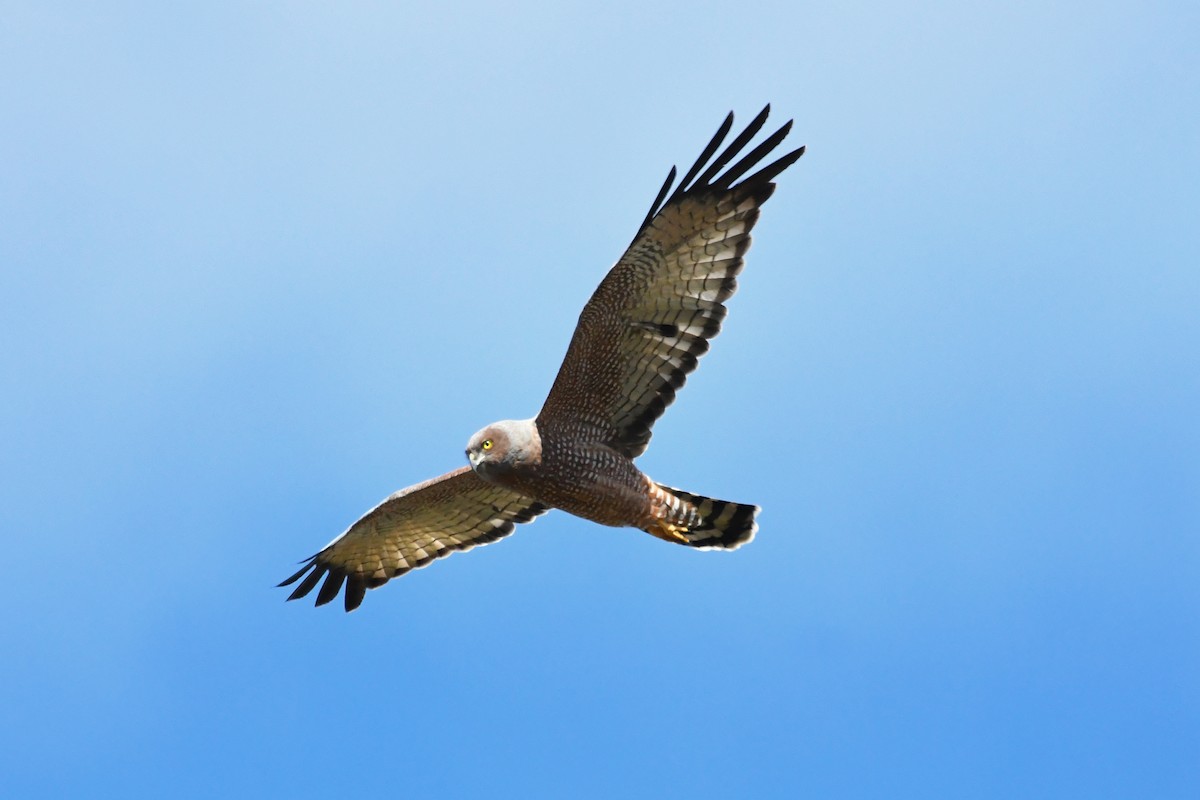 Spotted Harrier - ML238085721