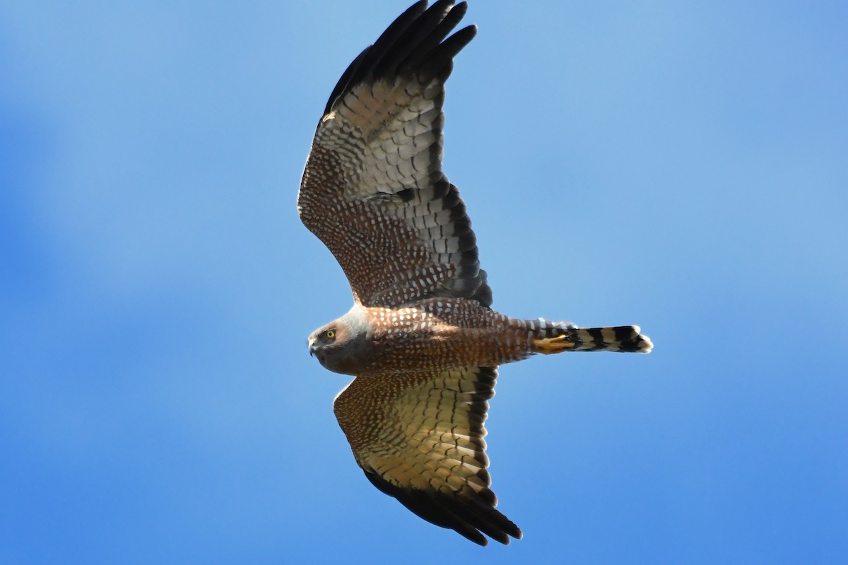 Spotted Harrier - ML238085751