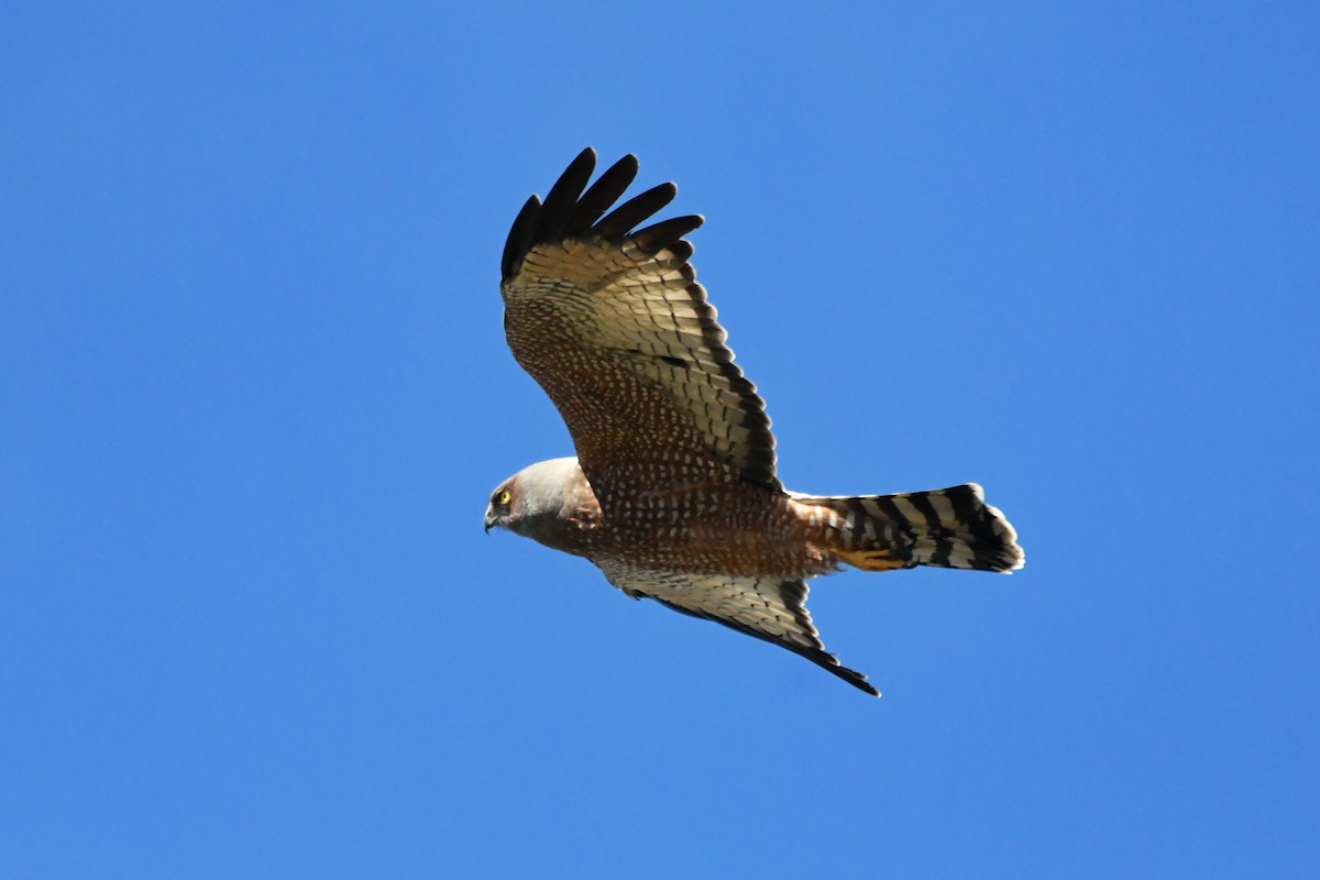Spotted Harrier - ML238085761