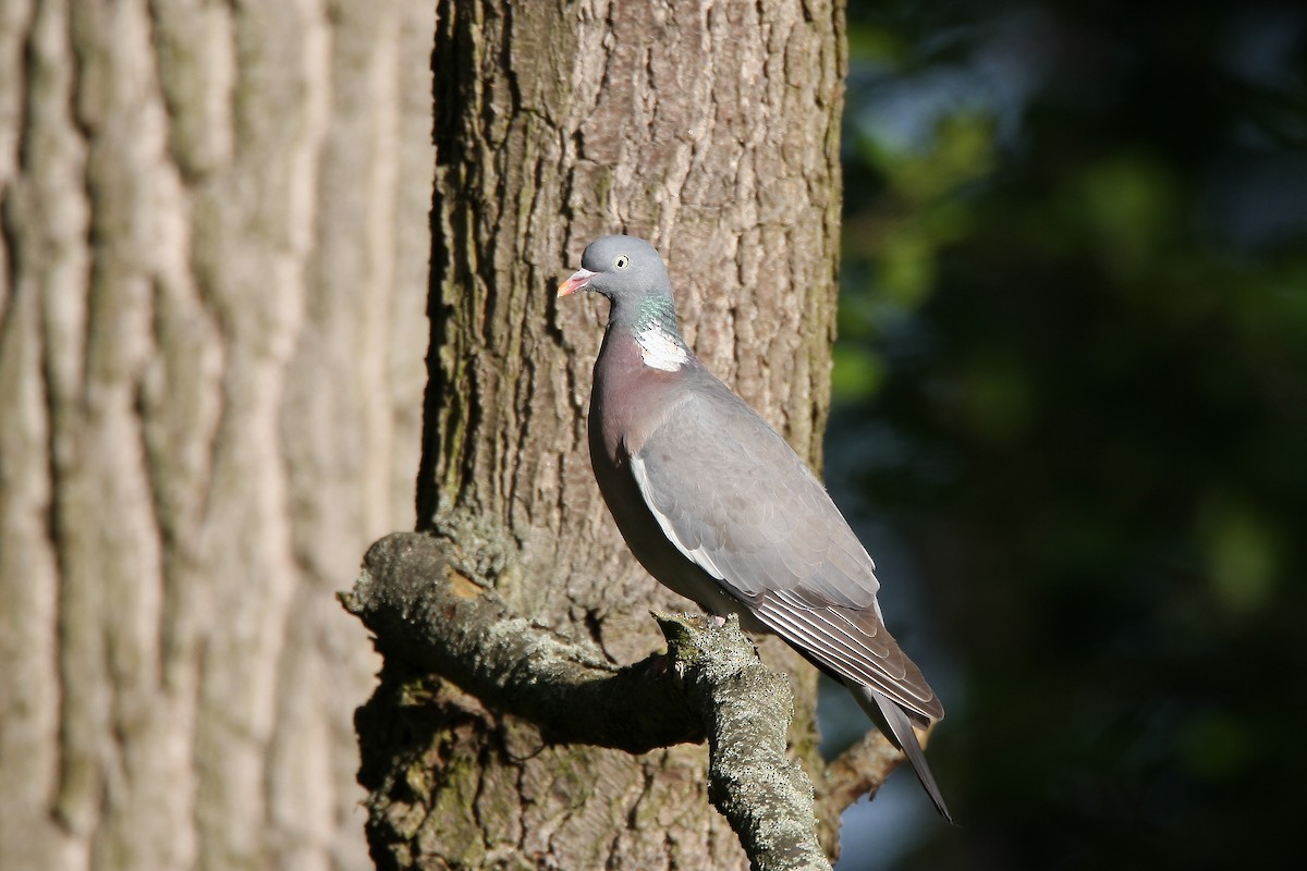 Common Wood-Pigeon - Holger Teichmann