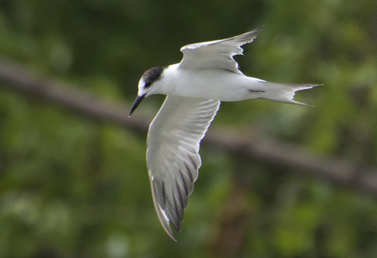 Common Tern - Prasil Biswas