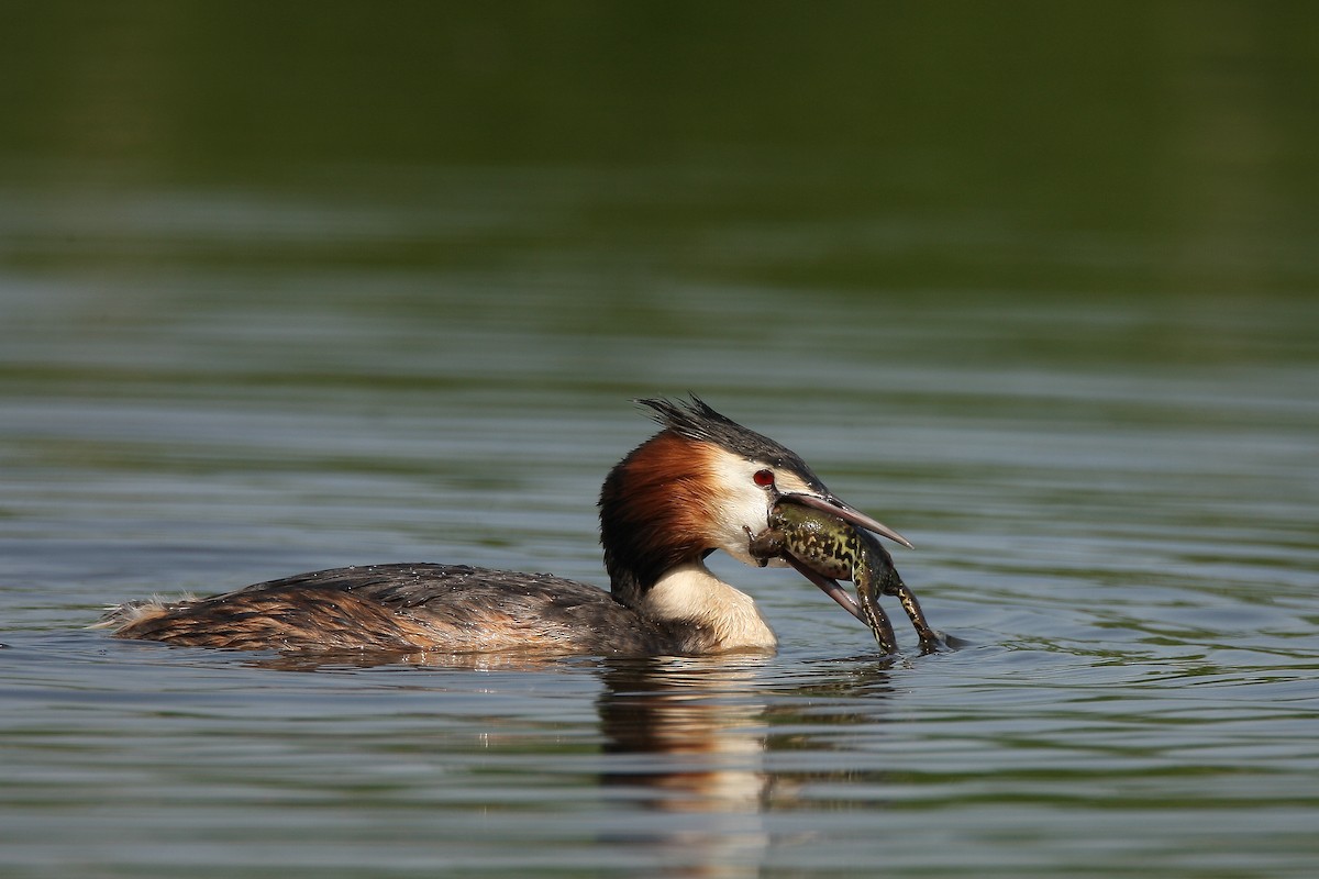 Great Crested Grebe - ML238099261
