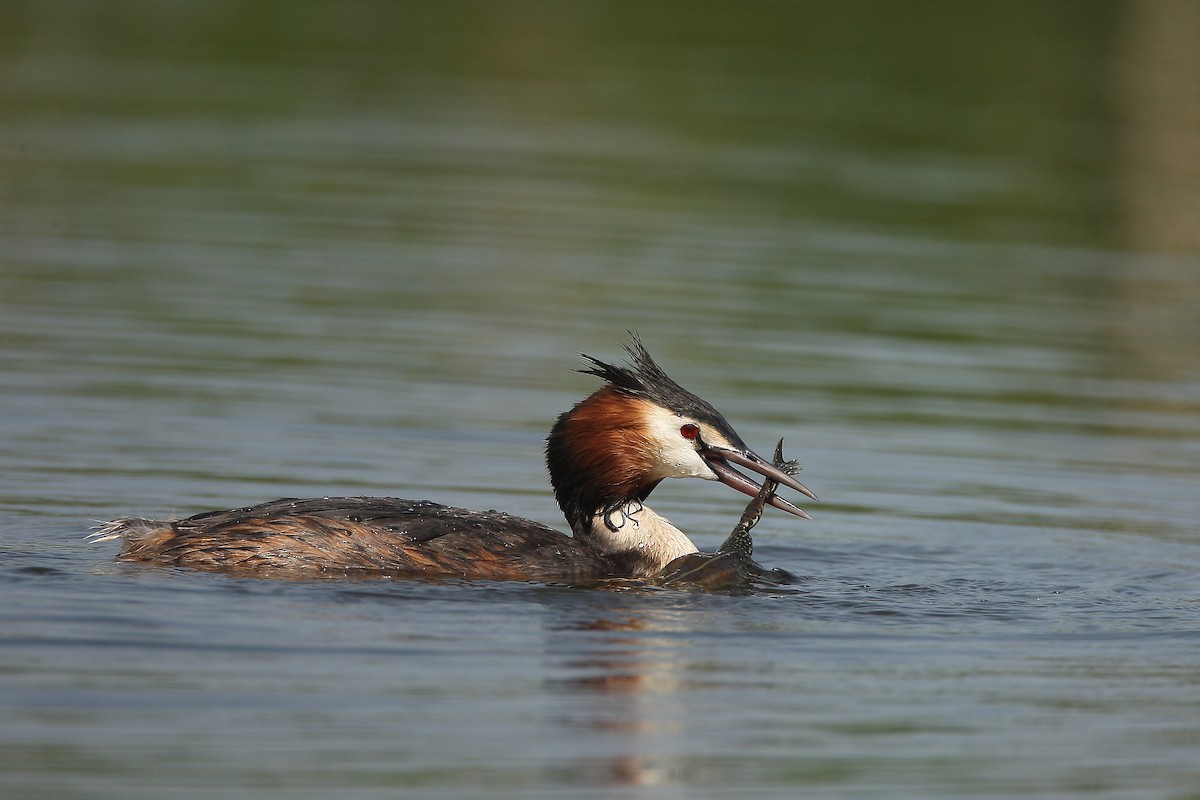 Great Crested Grebe - Holger Teichmann