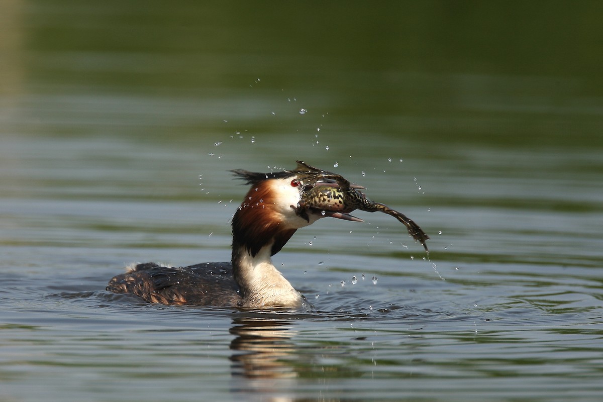 Great Crested Grebe - Holger Teichmann