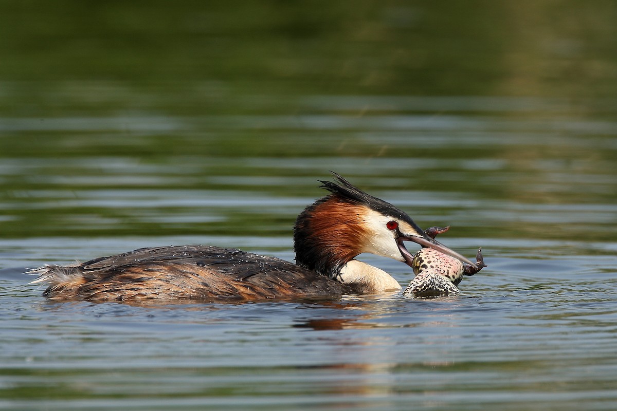 Great Crested Grebe - ML238099291