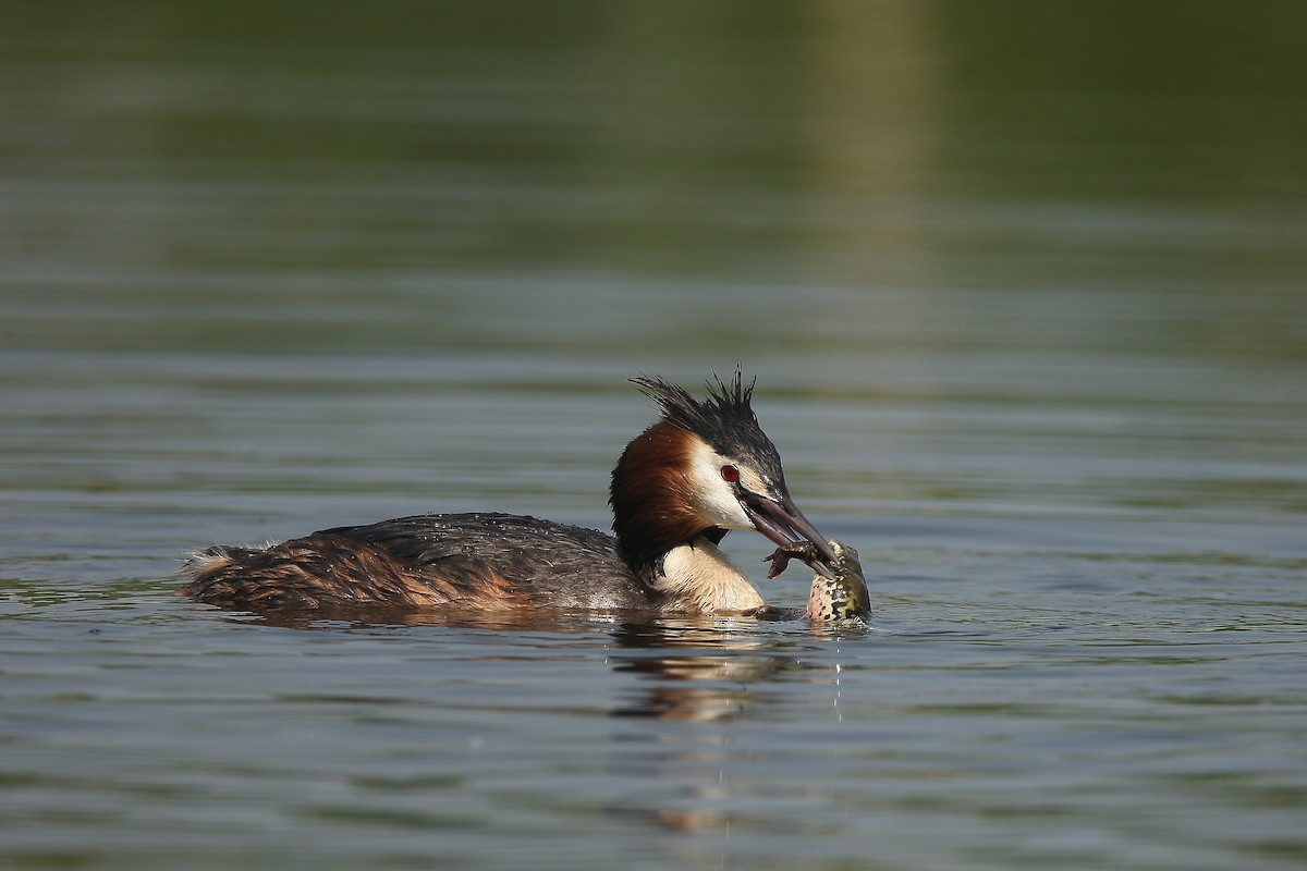 Great Crested Grebe - ML238099321