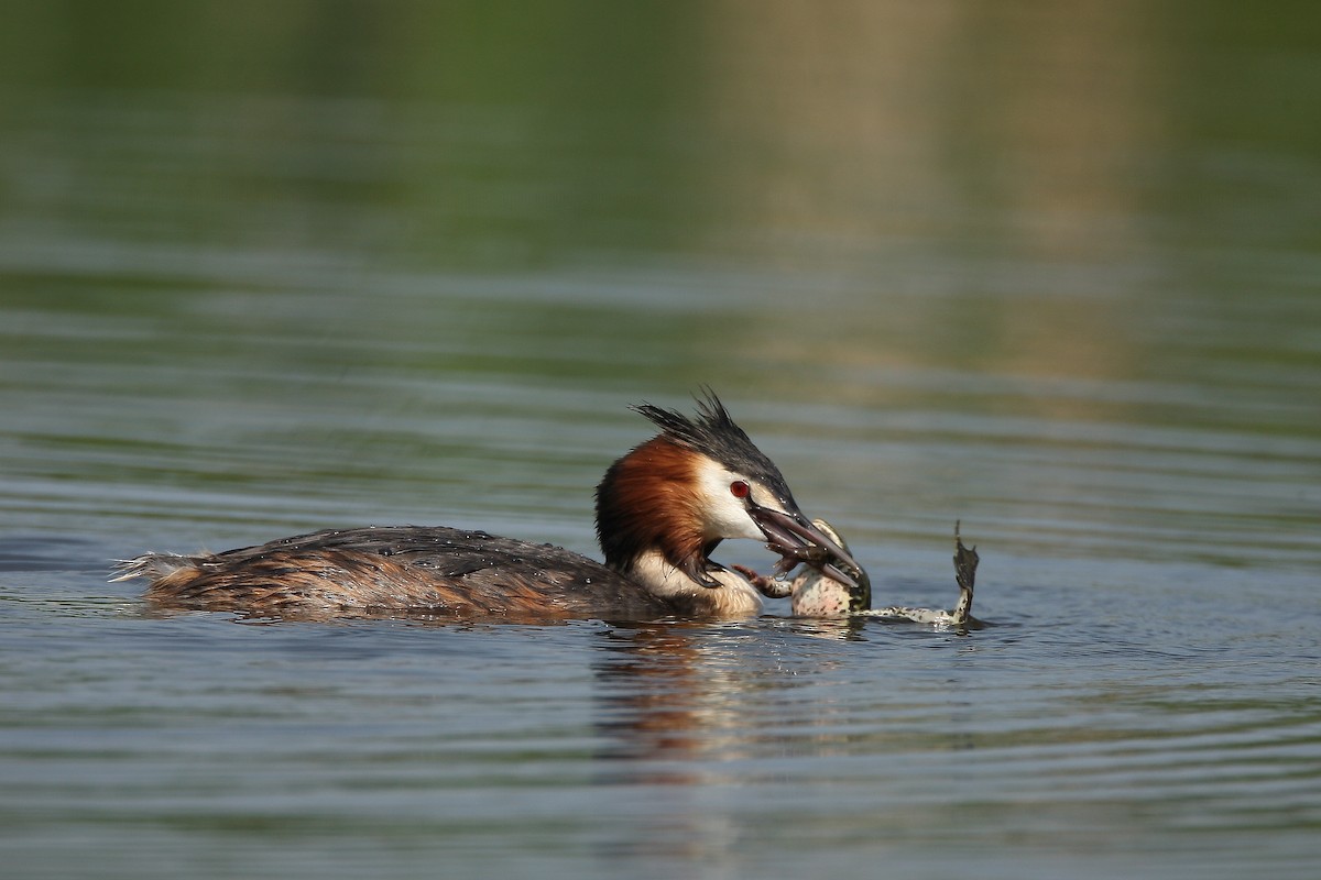 Great Crested Grebe - ML238099351