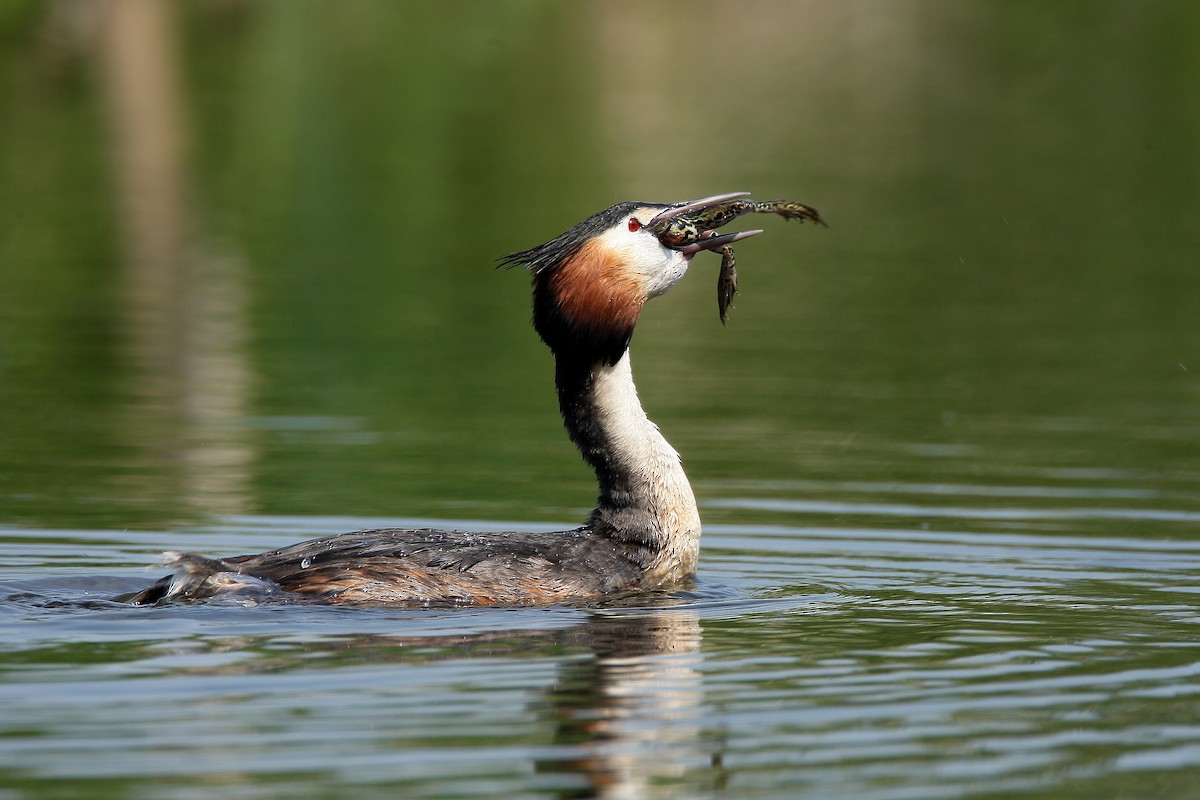 Great Crested Grebe - ML238099401