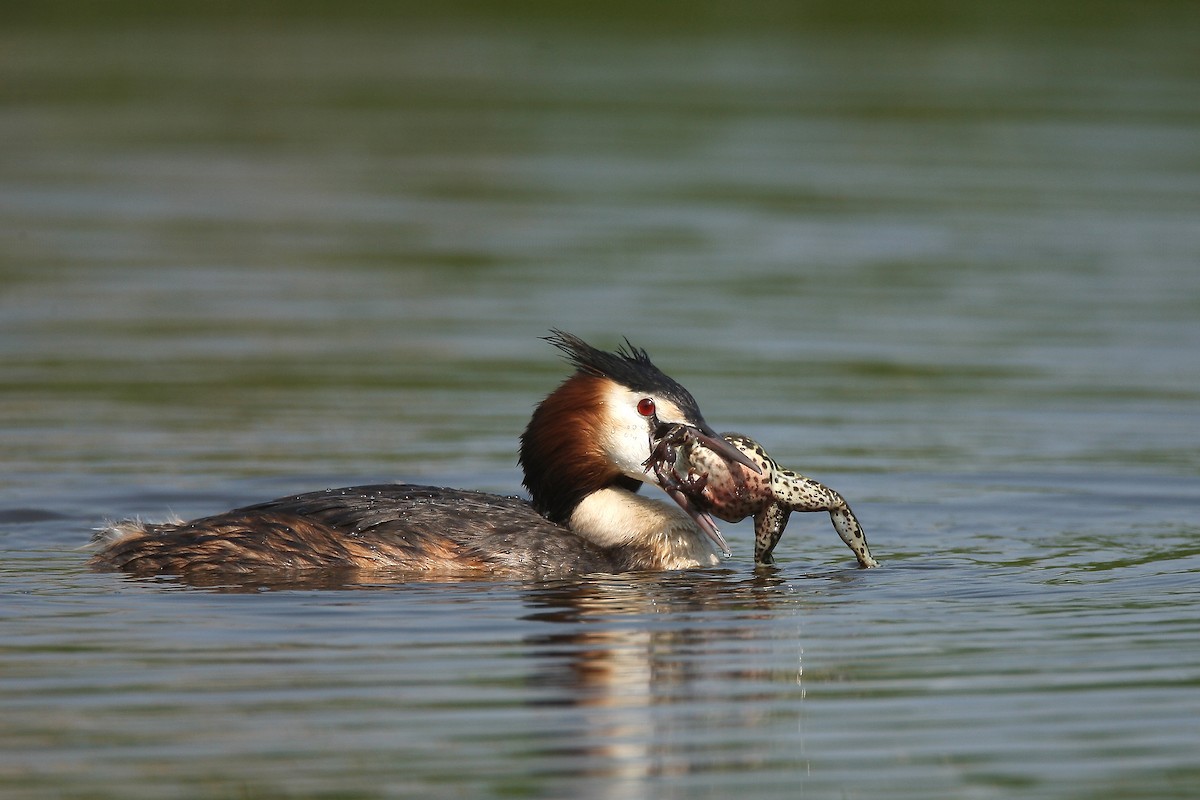 Great Crested Grebe - ML238099421