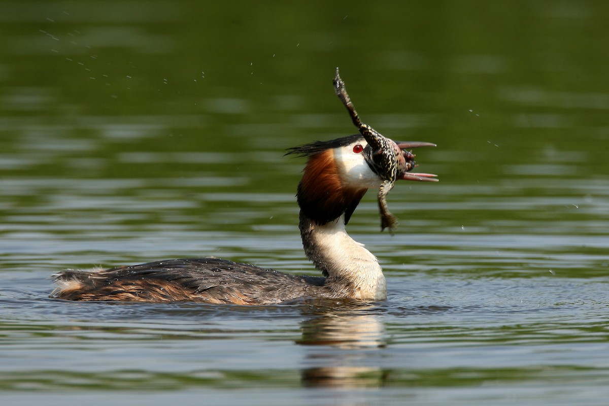 Great Crested Grebe - ML238099431