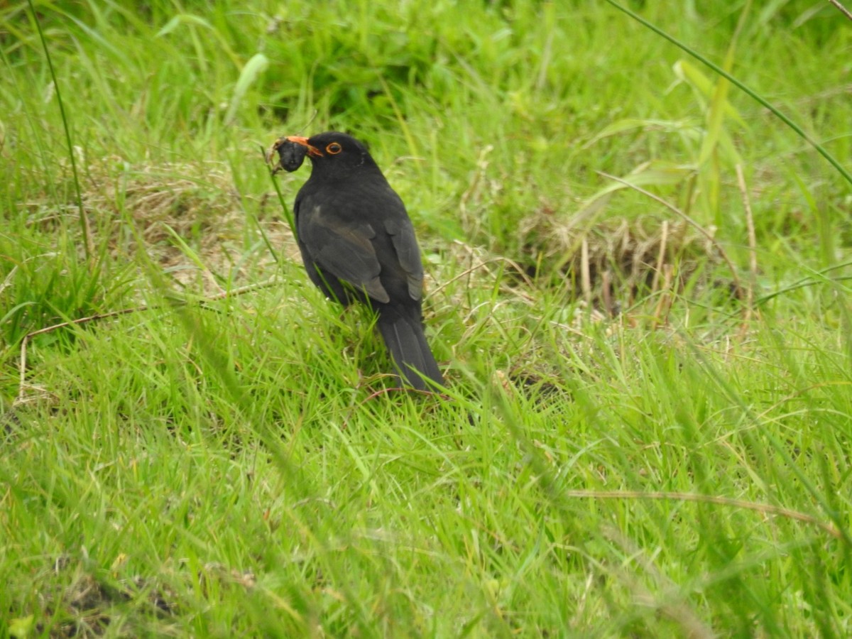 Eurasian Blackbird - Padraig  Cullinan