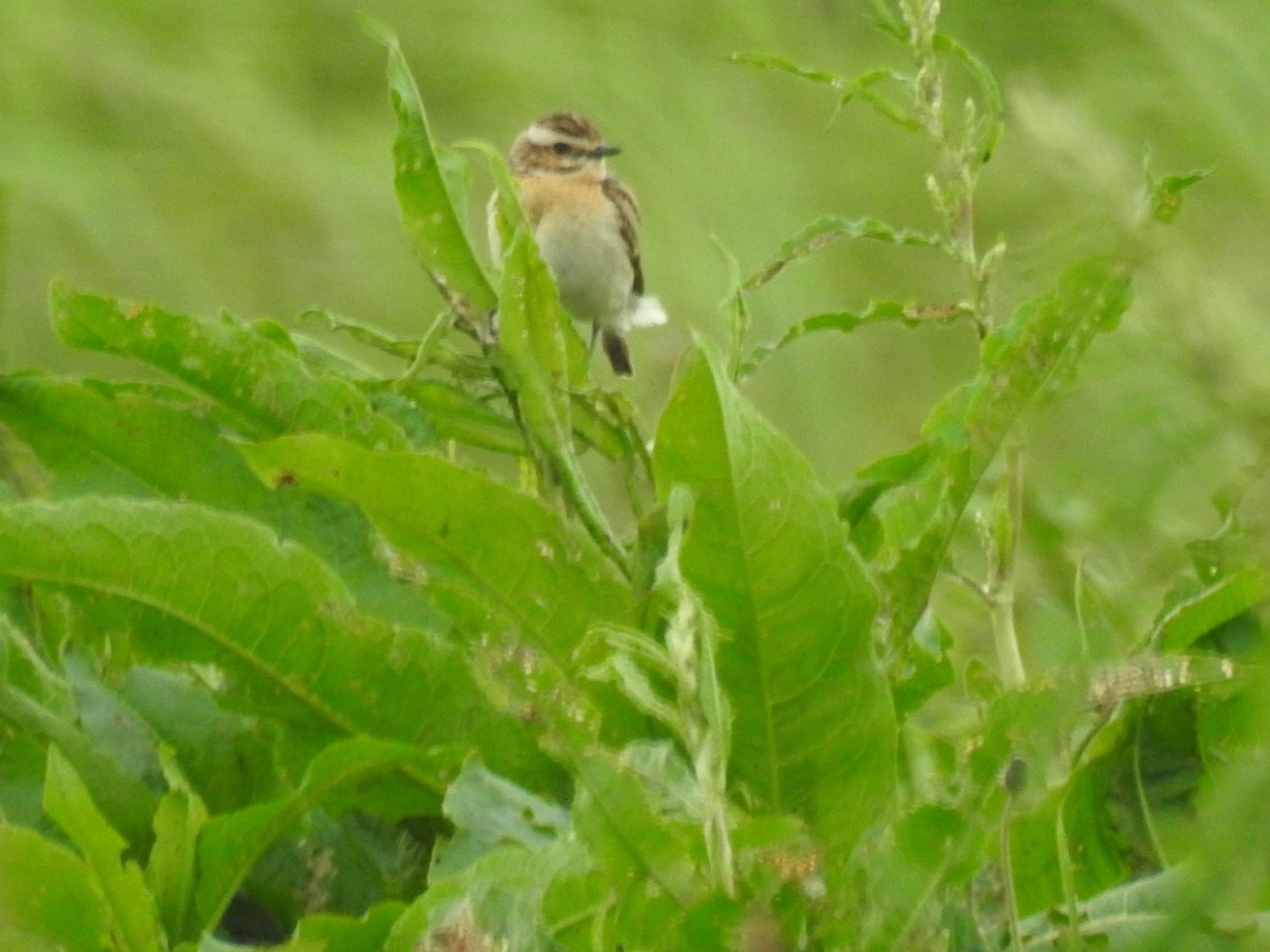 Whinchat - ML238104441