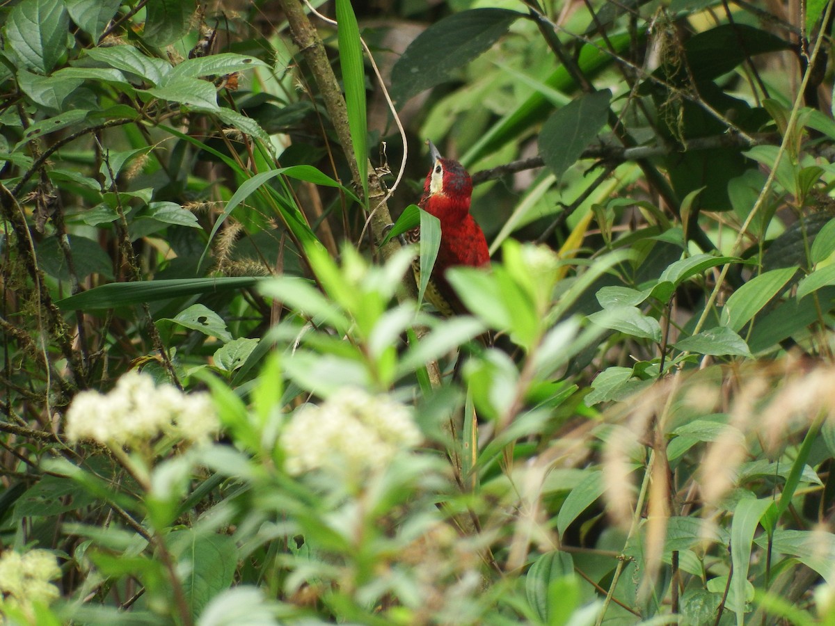 Crimson-mantled Woodpecker - ML238104811
