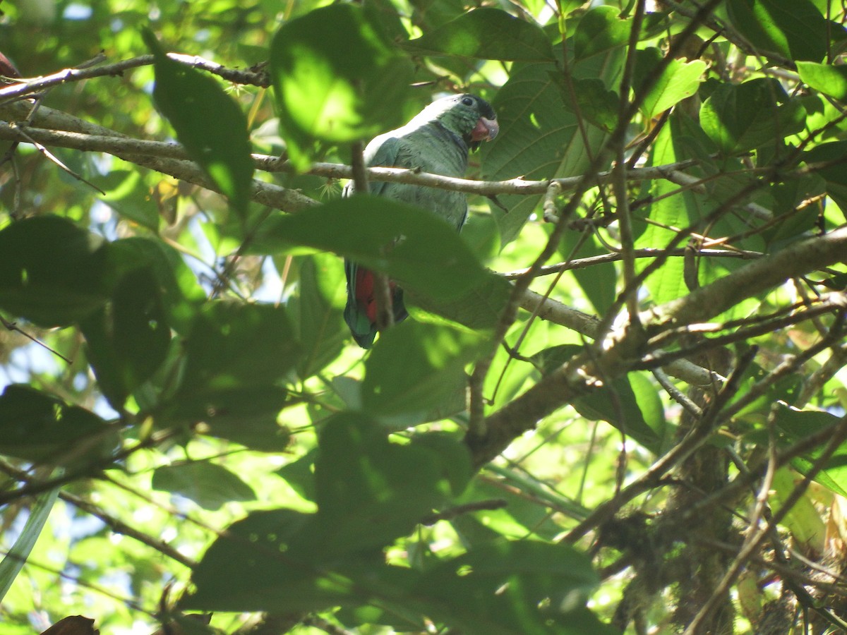 Папуга-червоногуз зеленоголовий - ML238104851