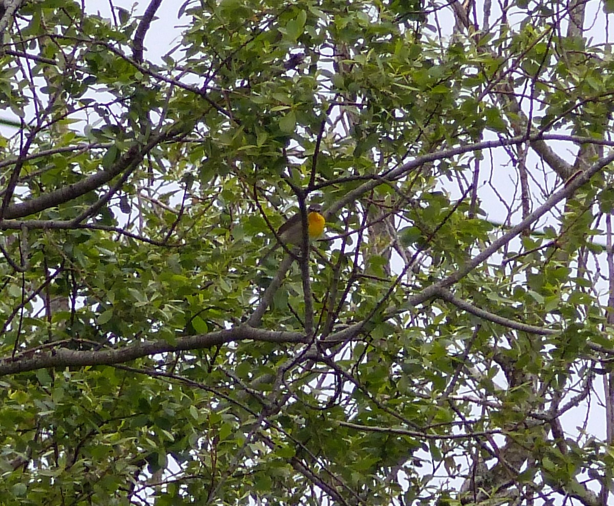 Yellow-breasted Chat - ML238106661