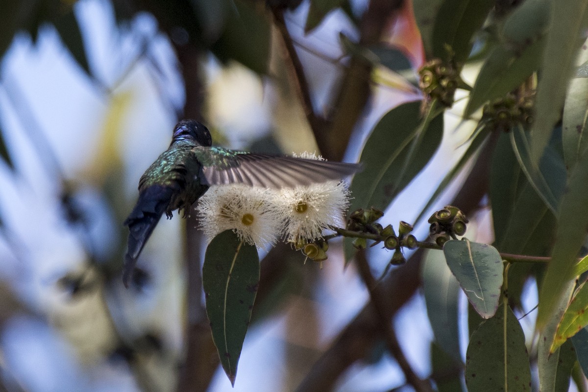 Swallow-tailed Hummingbird - Luiz Carlos Ramassotti