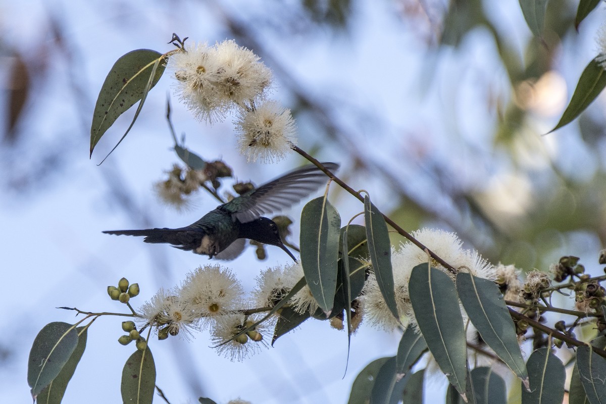 Swallow-tailed Hummingbird - ML238111511