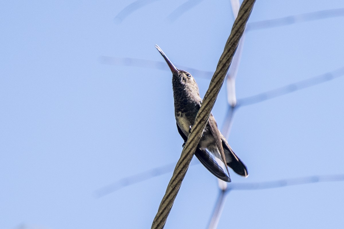 kolibřík safírový - ML238111621