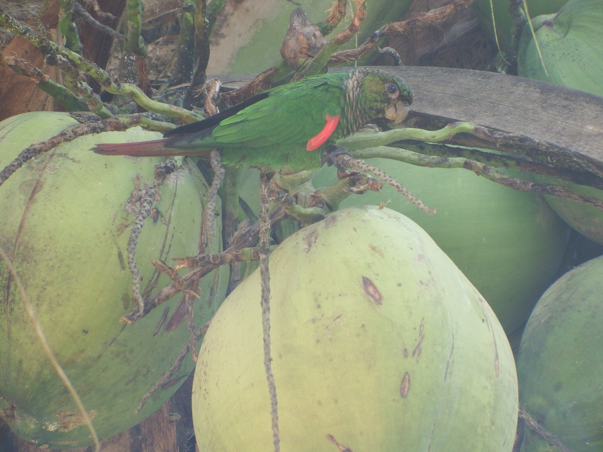 Maroon-tailed Parakeet (Choco) - D HARVEY