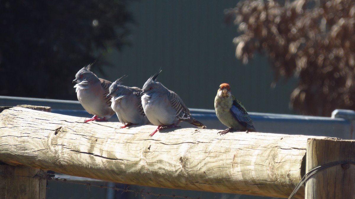 Crested Pigeon - ML238114041