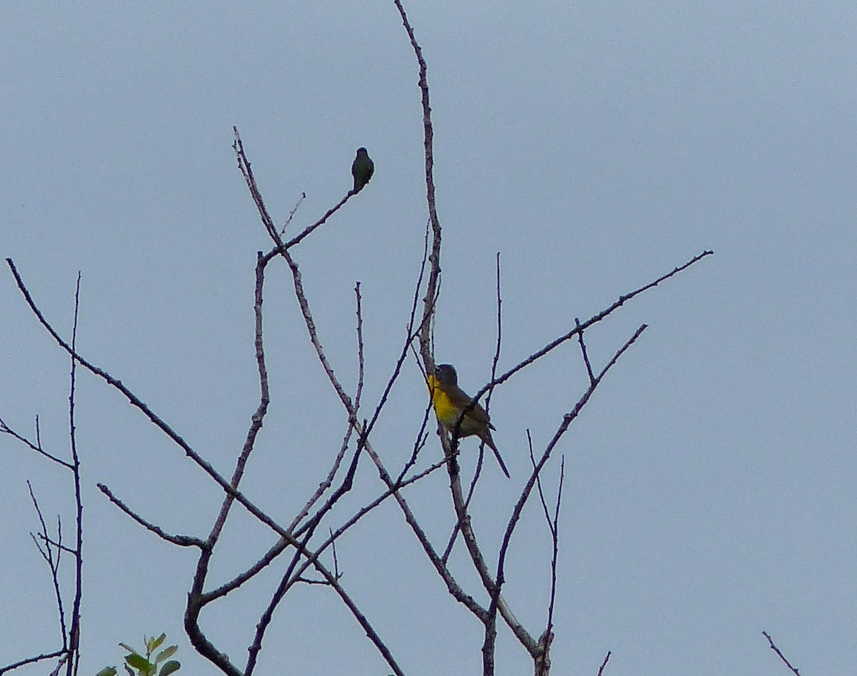 Yellow-breasted Chat - ML238114441