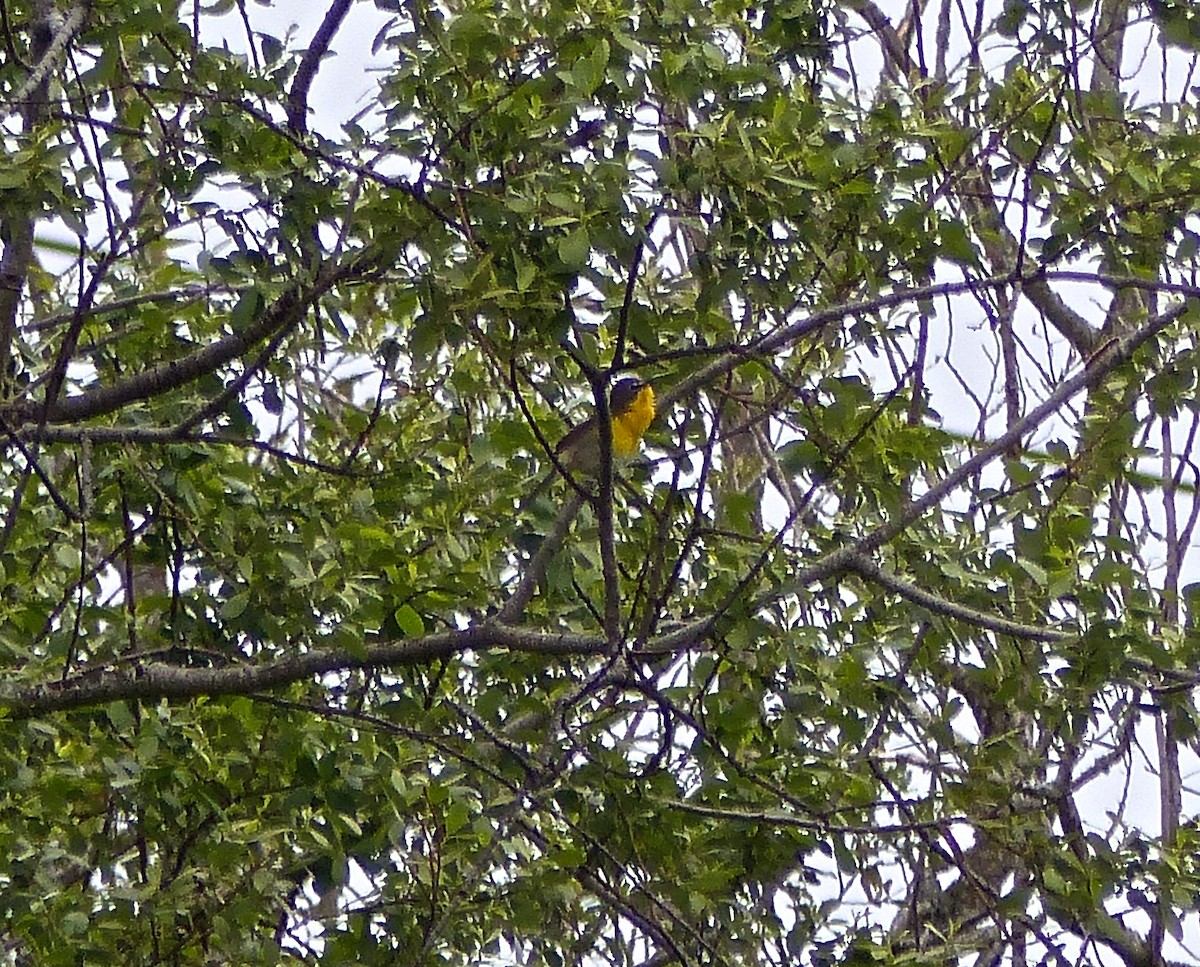 Yellow-breasted Chat - ML238114961