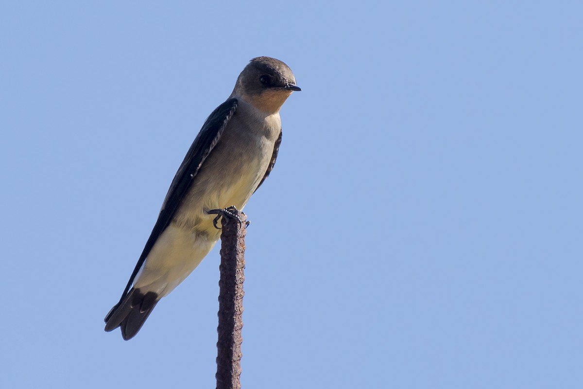 Southern Rough-winged Swallow - ML238115031