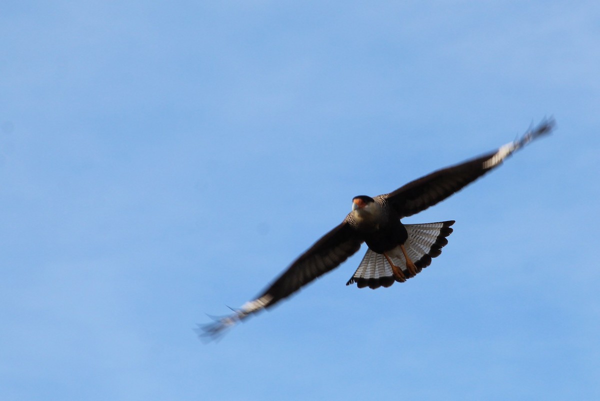 Crested Caracara (Southern) - ML238117621