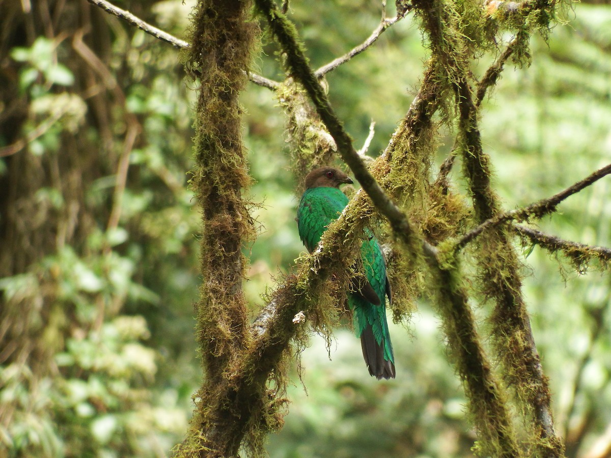Crested Quetzal - ML238119231