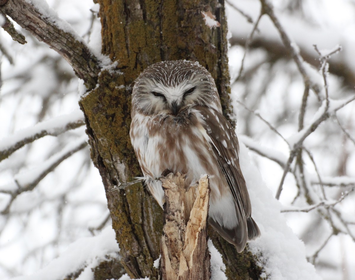 Northern Saw-whet Owl - Michael Lester