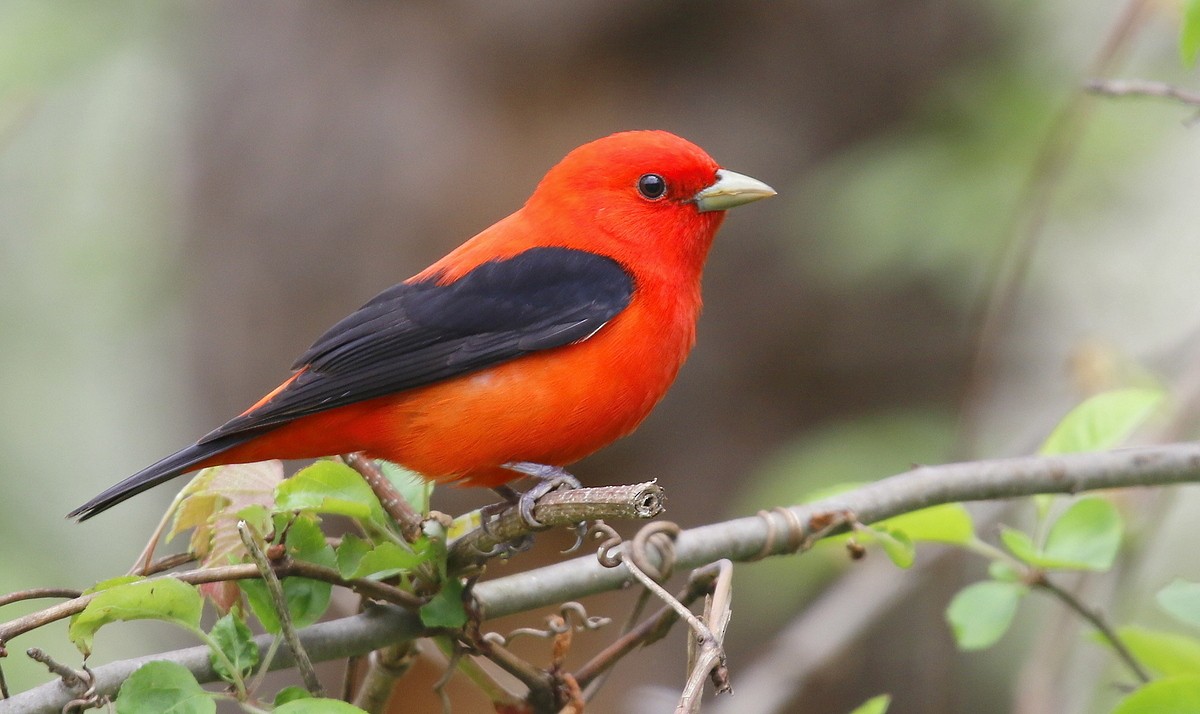Scarlet Tanager - ML238124601
