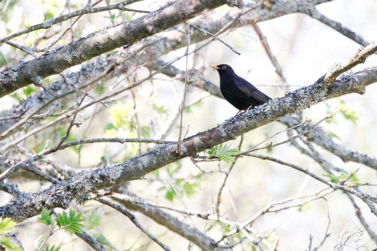 Eurasian Blackbird - Murray Christian