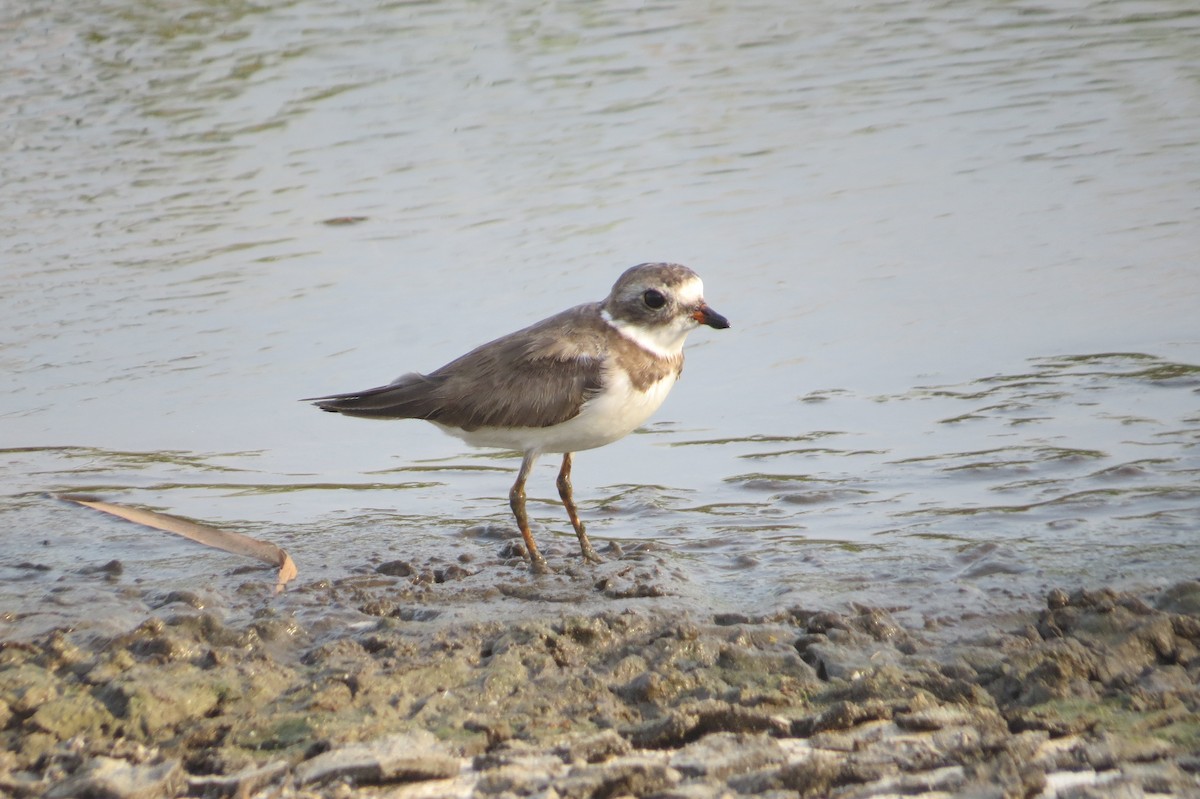 Semipalmated Plover - ML238128061