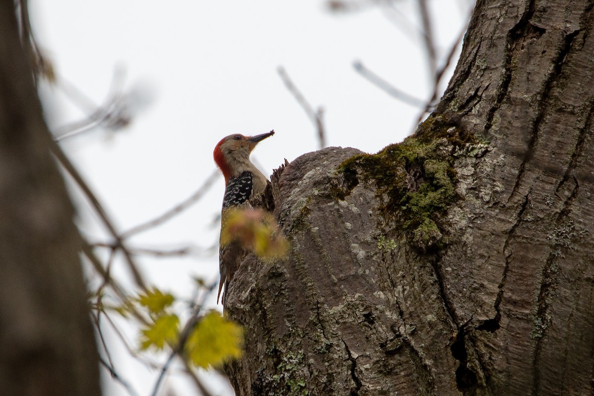 Red-bellied Woodpecker - ML238128561