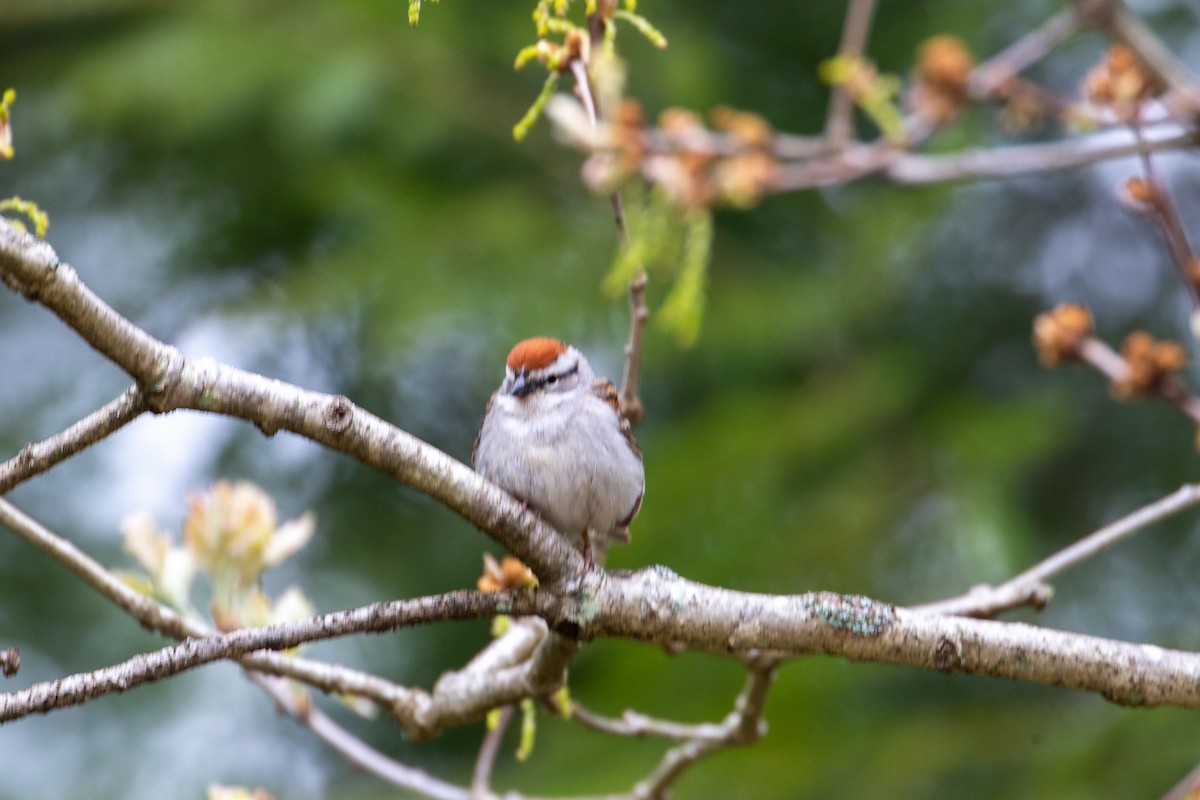 Chipping Sparrow - ML238129391