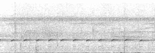 セウロコアリドリ（griseiventris） - ML23813