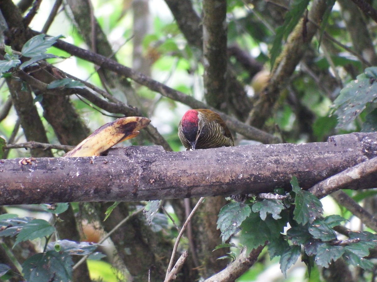 Golden-olive Woodpecker - D HARVEY