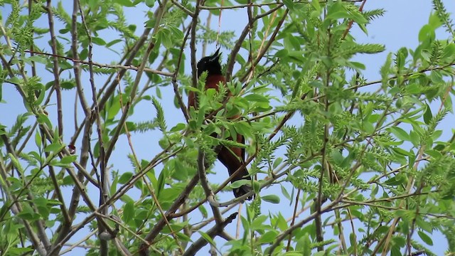 Orchard Oriole - ML238135161