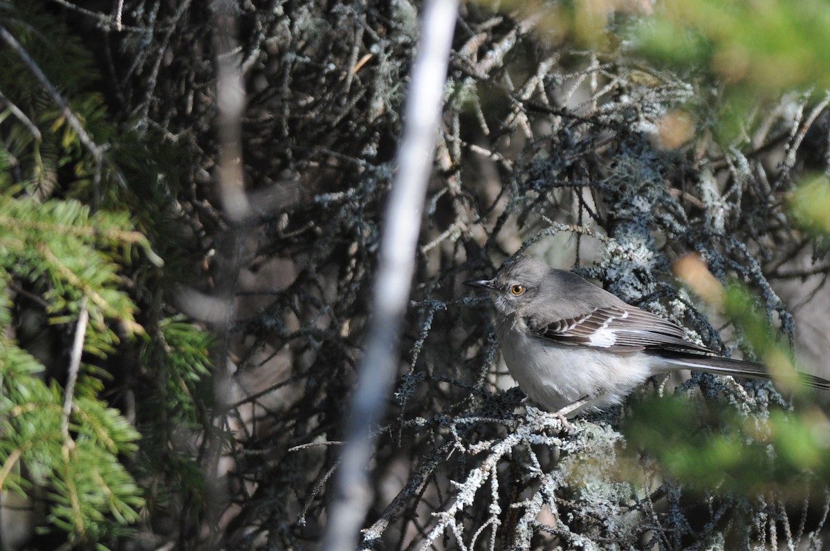 Northern Mockingbird - Laetitia Desbordes