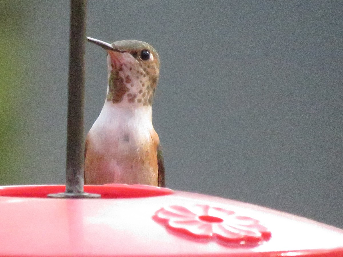 Rufous Hummingbird - Lloyd Davis