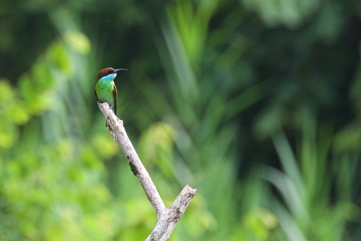 Blue-throated Bee-eater - Marc Gálvez