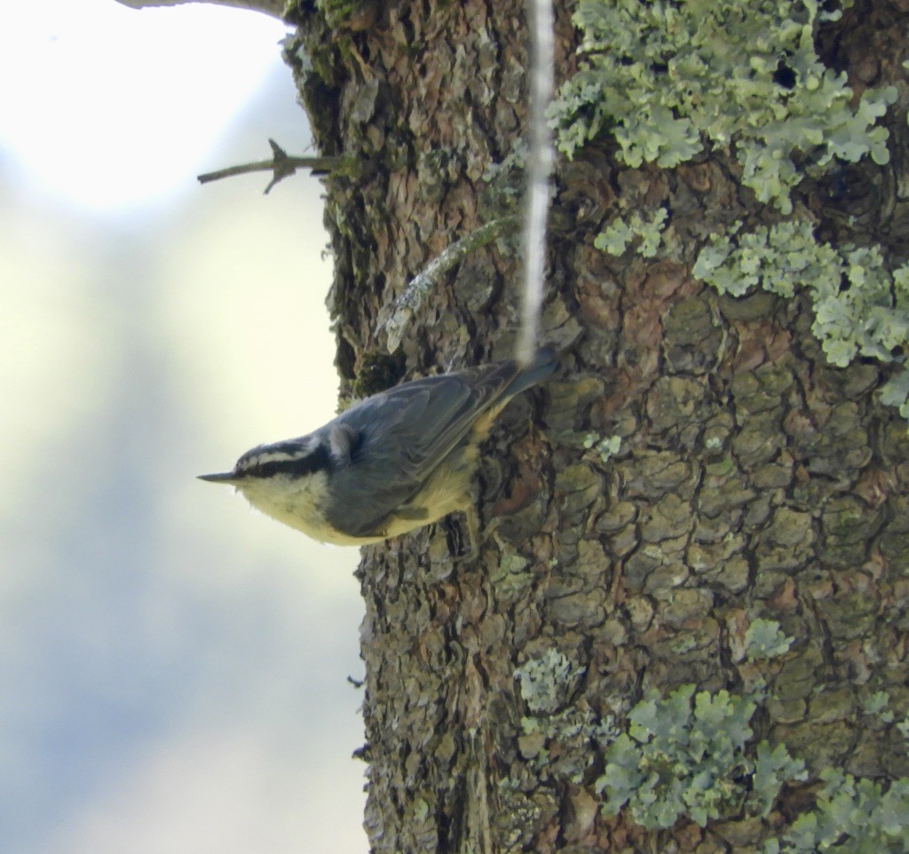 Red-breasted Nuthatch - ML238148511