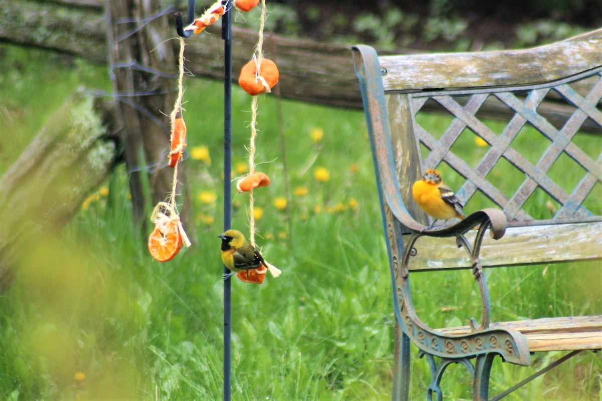 Orchard Oriole - ML238149221