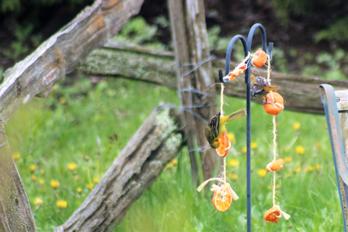 Orchard Oriole - ML238149311